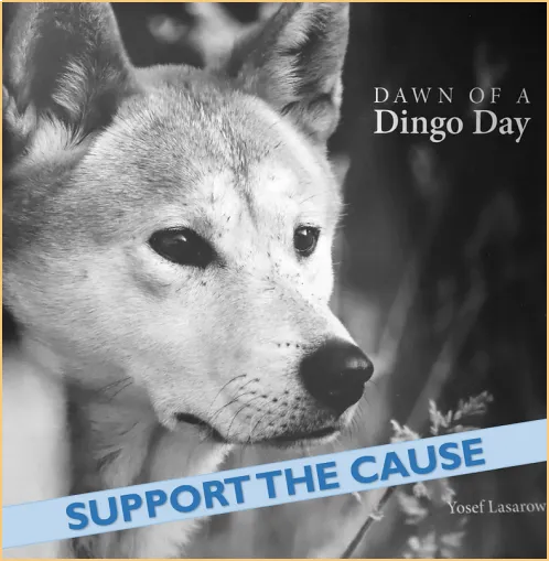 Dawn of a Dingo Day