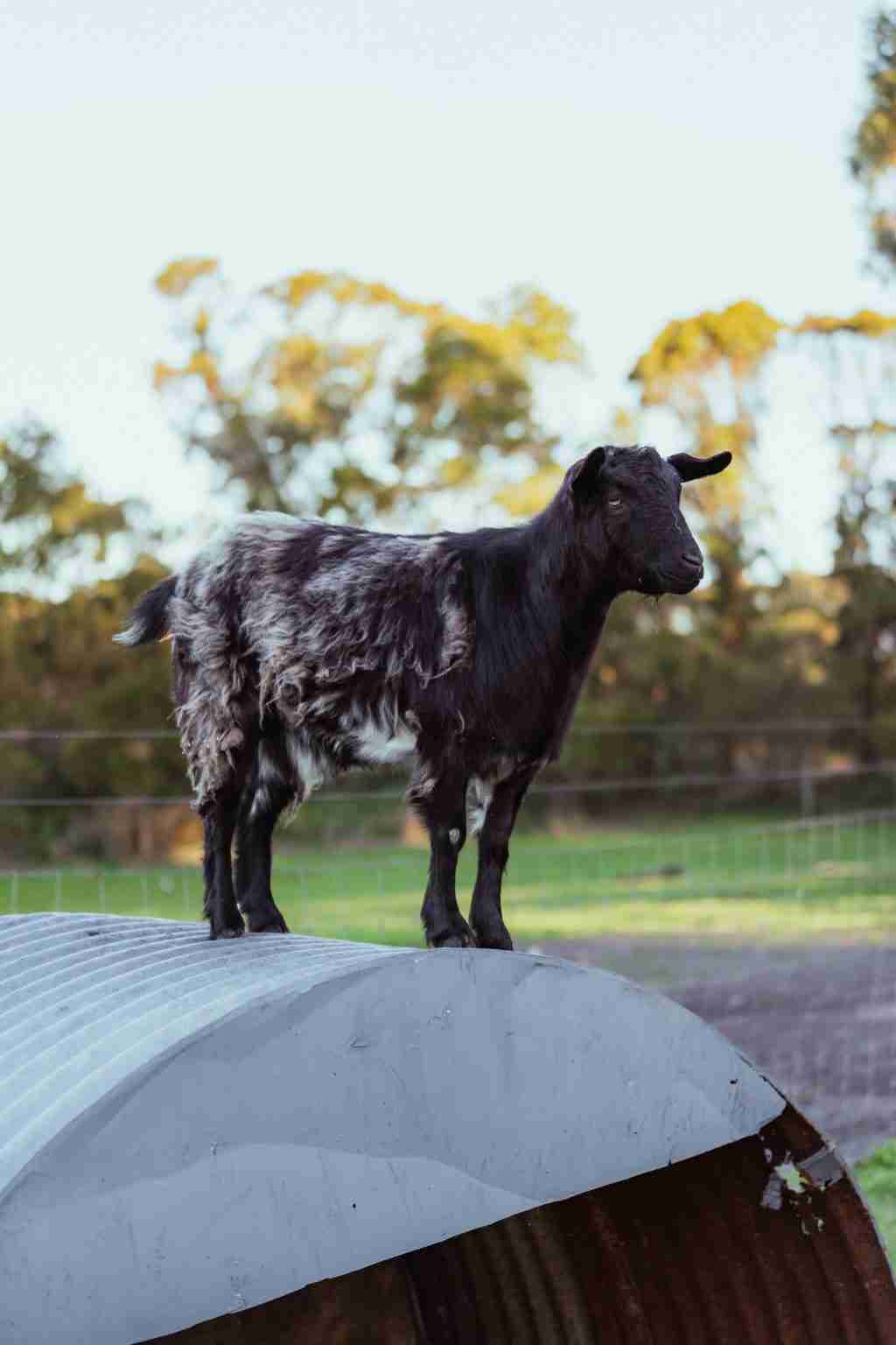 Black goat