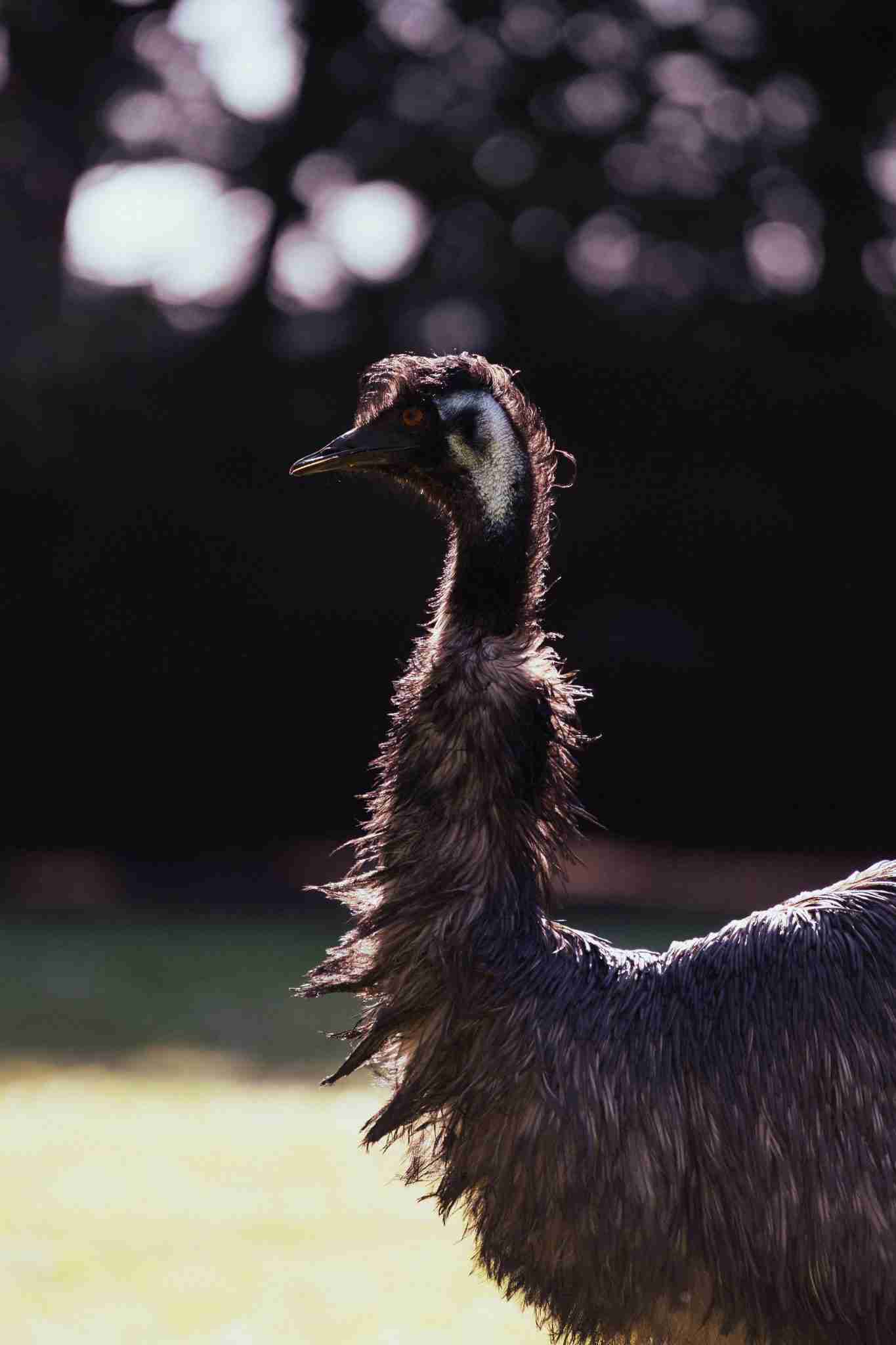 Emu in the petting area