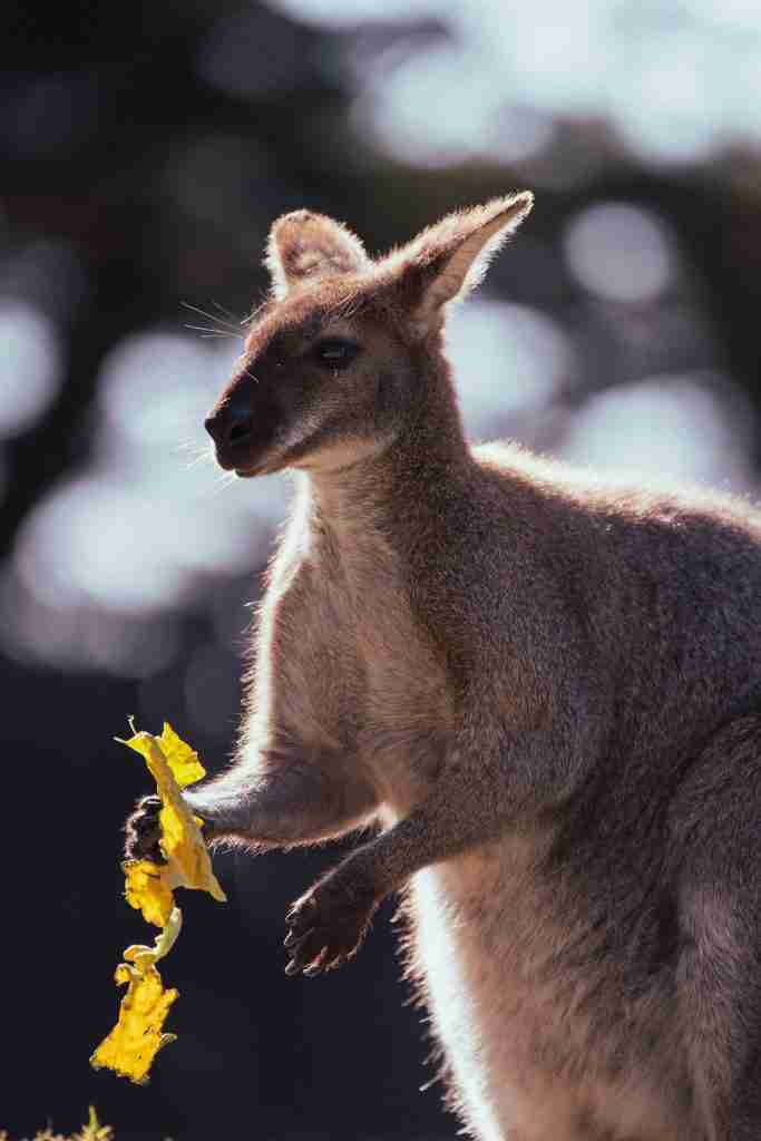 Red neck wallaby