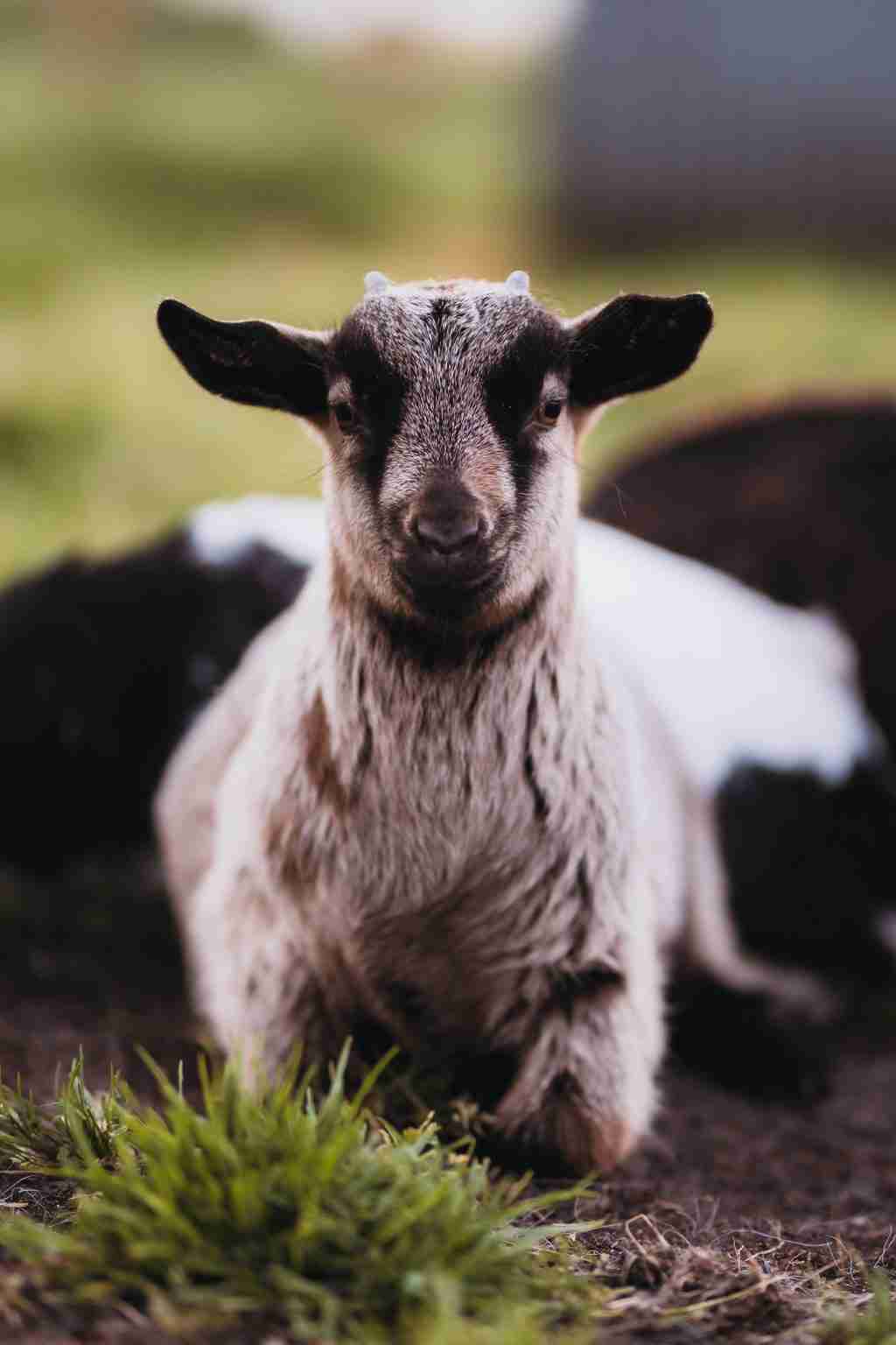 GOAT