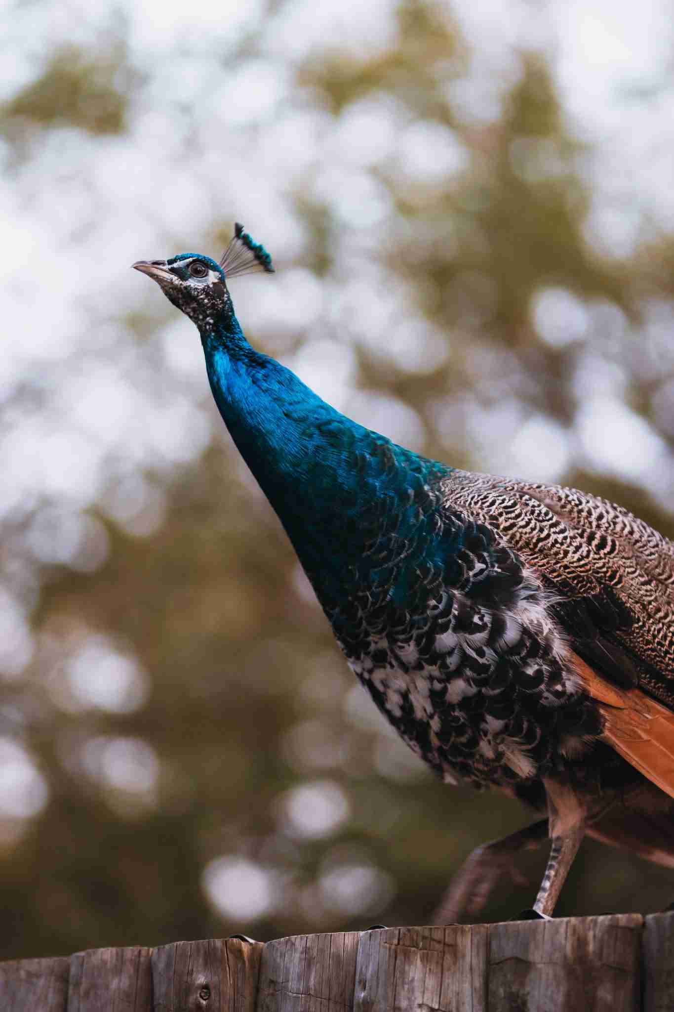 Peacock in the top of a house