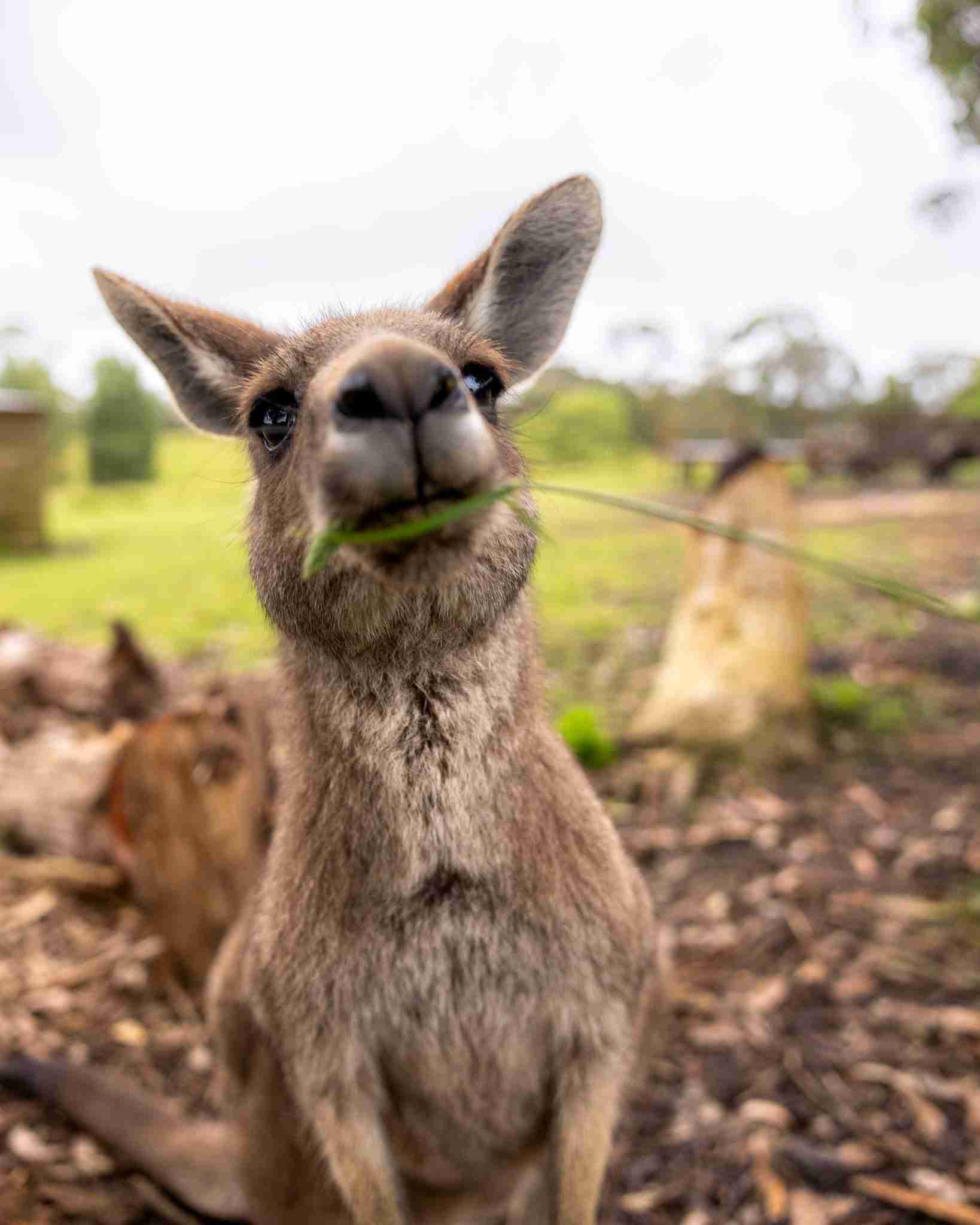 kangaroo eating grass