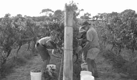 vintage vineyard workers australia historical photo