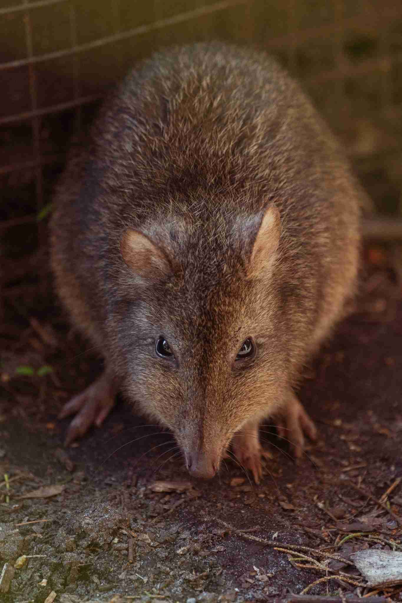 Potoroo