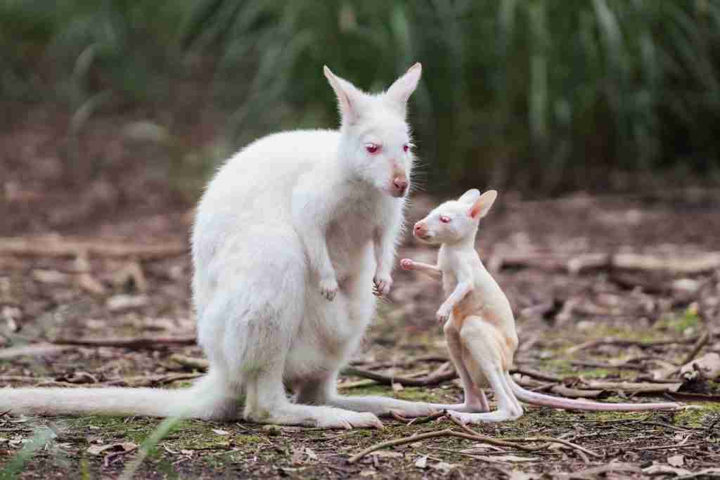 white kangaroo with joey victoria wildlife park
