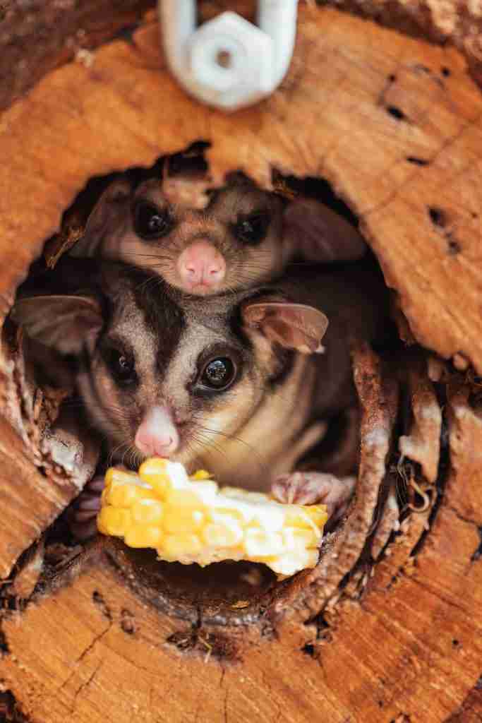 Squirrel glider and corn
