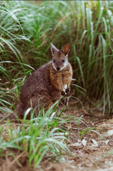wallaby in natural habitat victoria wildlife